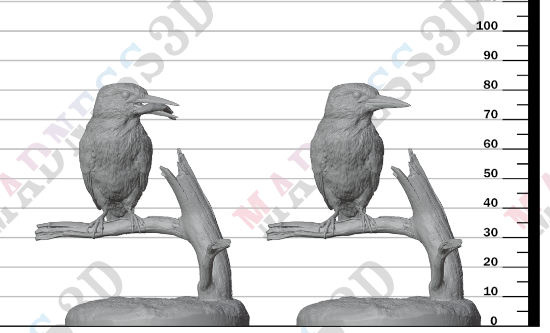 Common Kingfisher 1:2