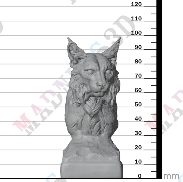 Eurasian Lynx - Bust