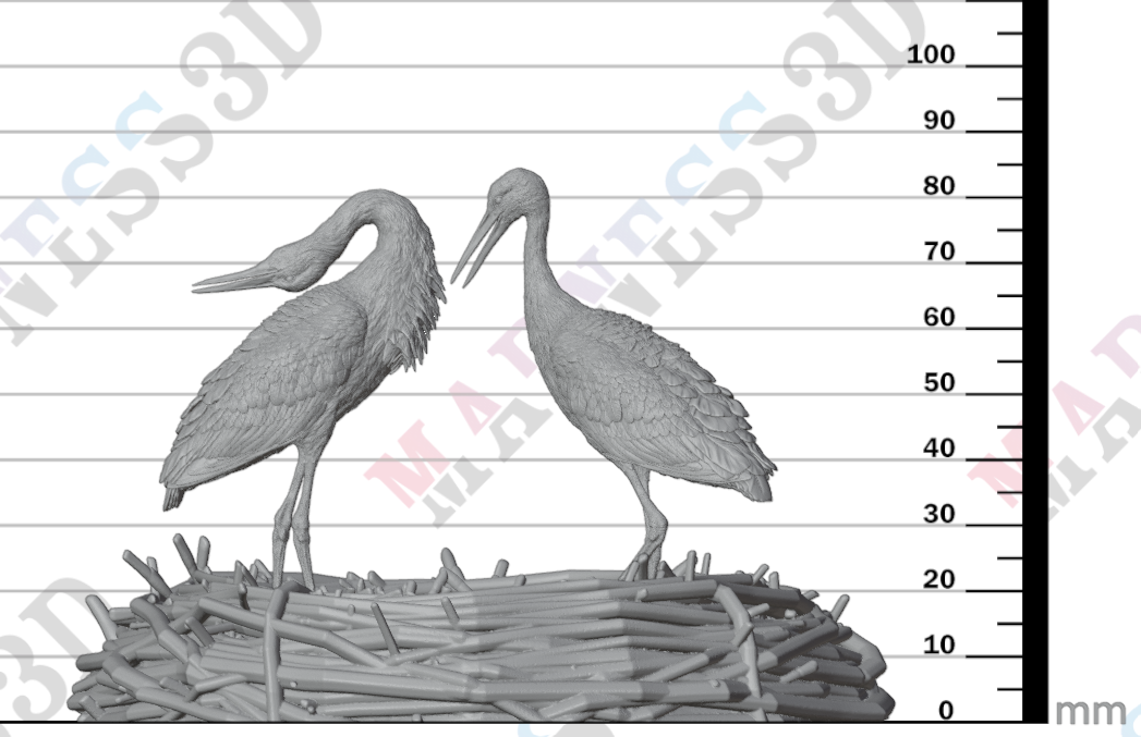 White Stork Courting