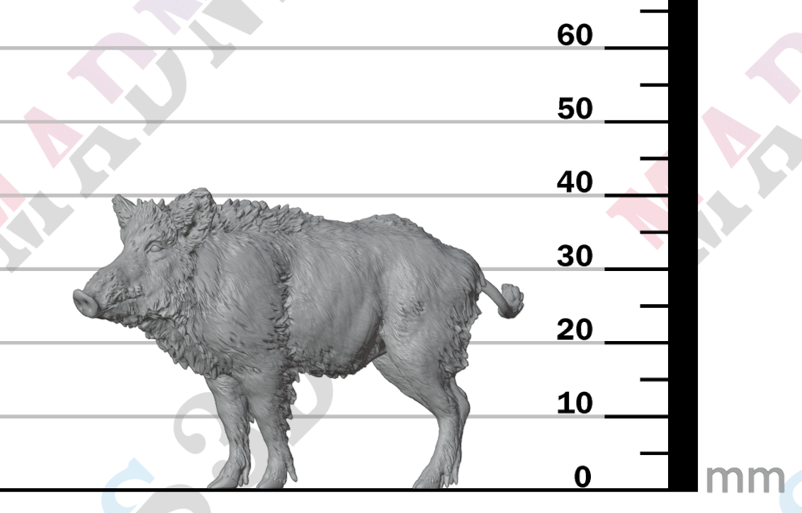 Wild Boar
