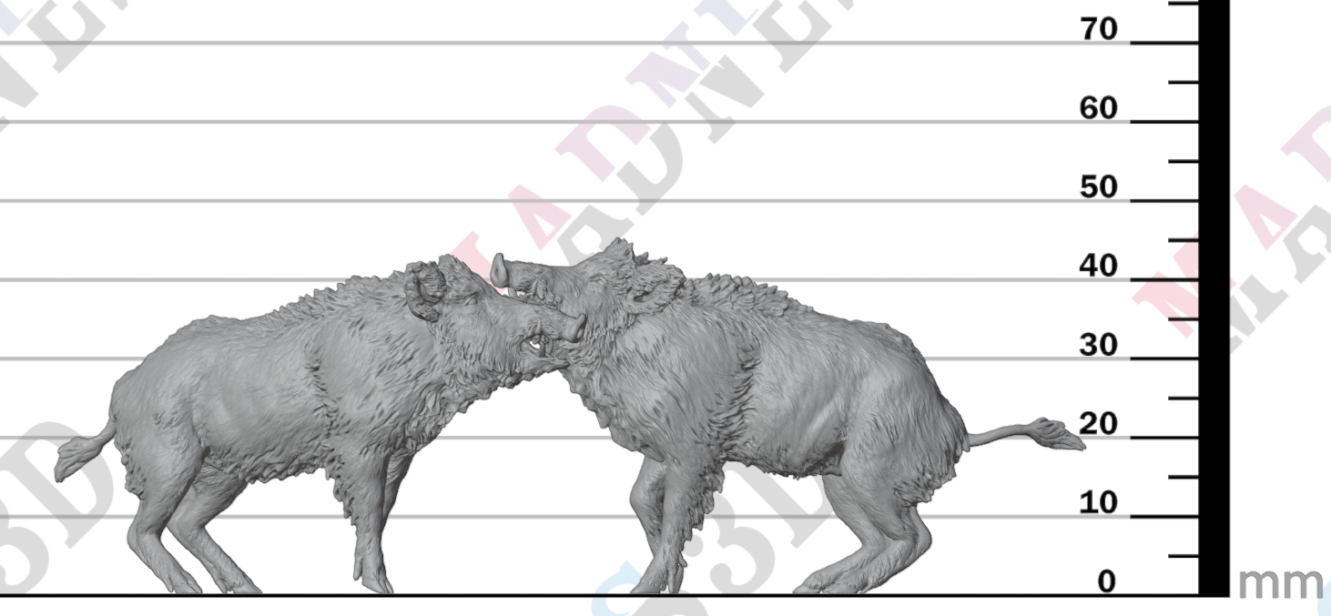 Wild Boar - Fight