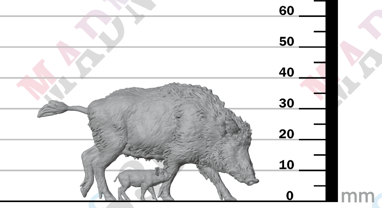 Wild Boar - Sow and Piglet