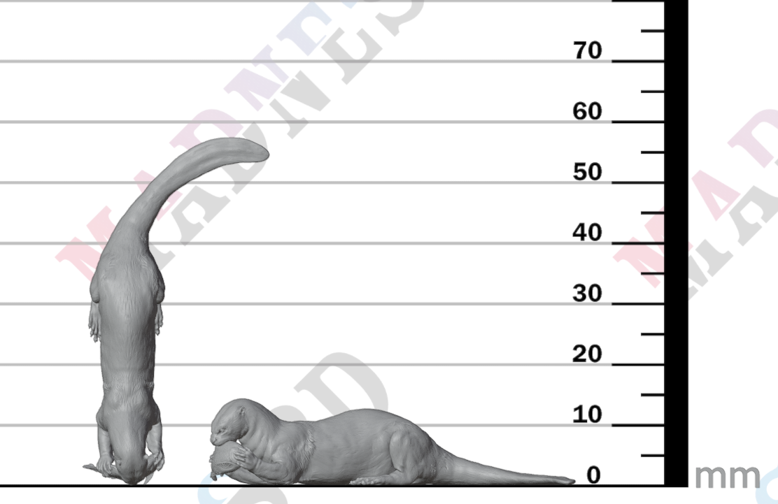 Giant Otter - Eating