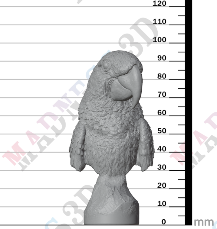 Hyacinth Macaws - Bust