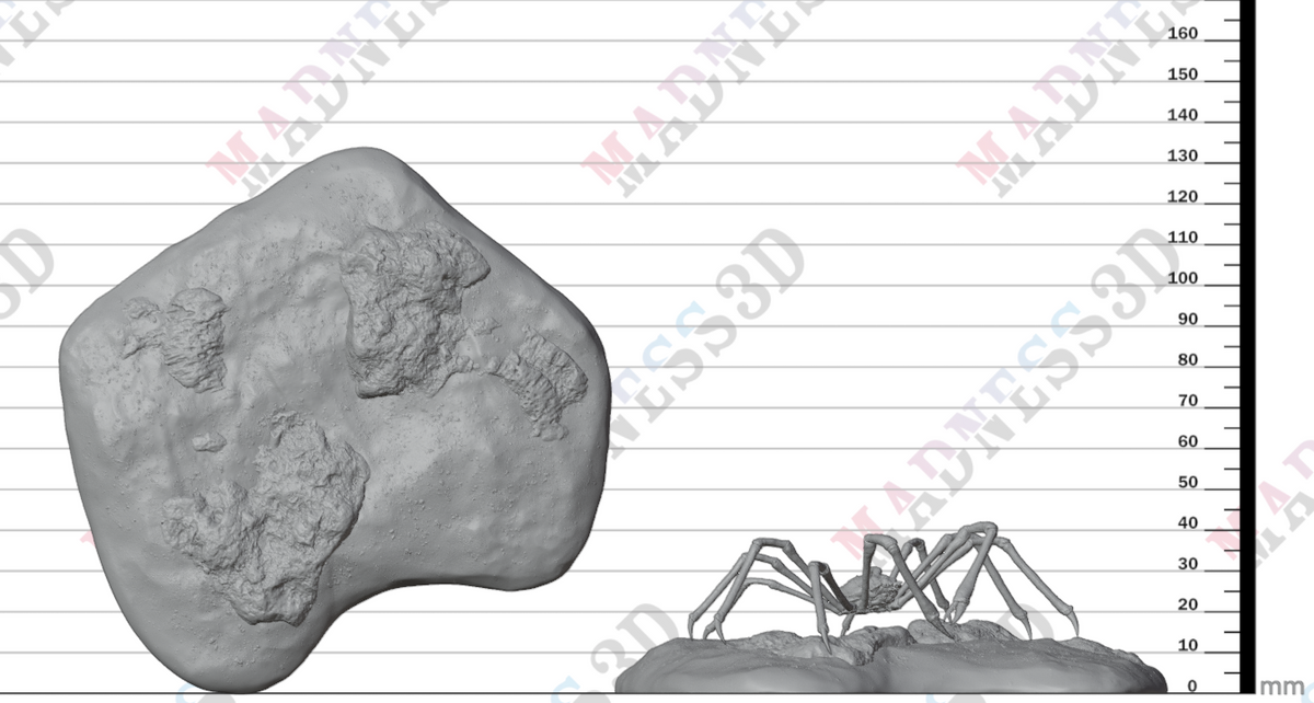 Japanese Giant Spider Crab - Scenic 1:24