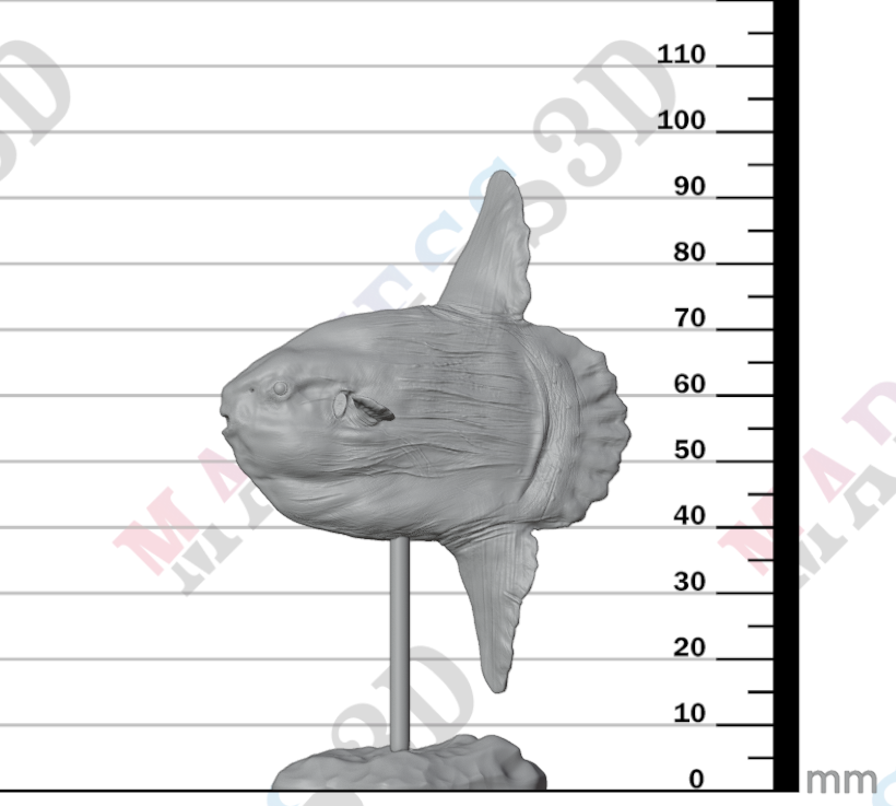 Ocean Sunfish 1:32