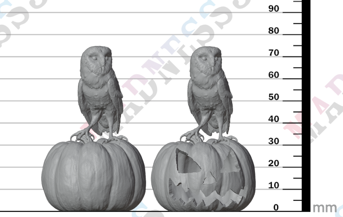 American Barn Owl 1:8