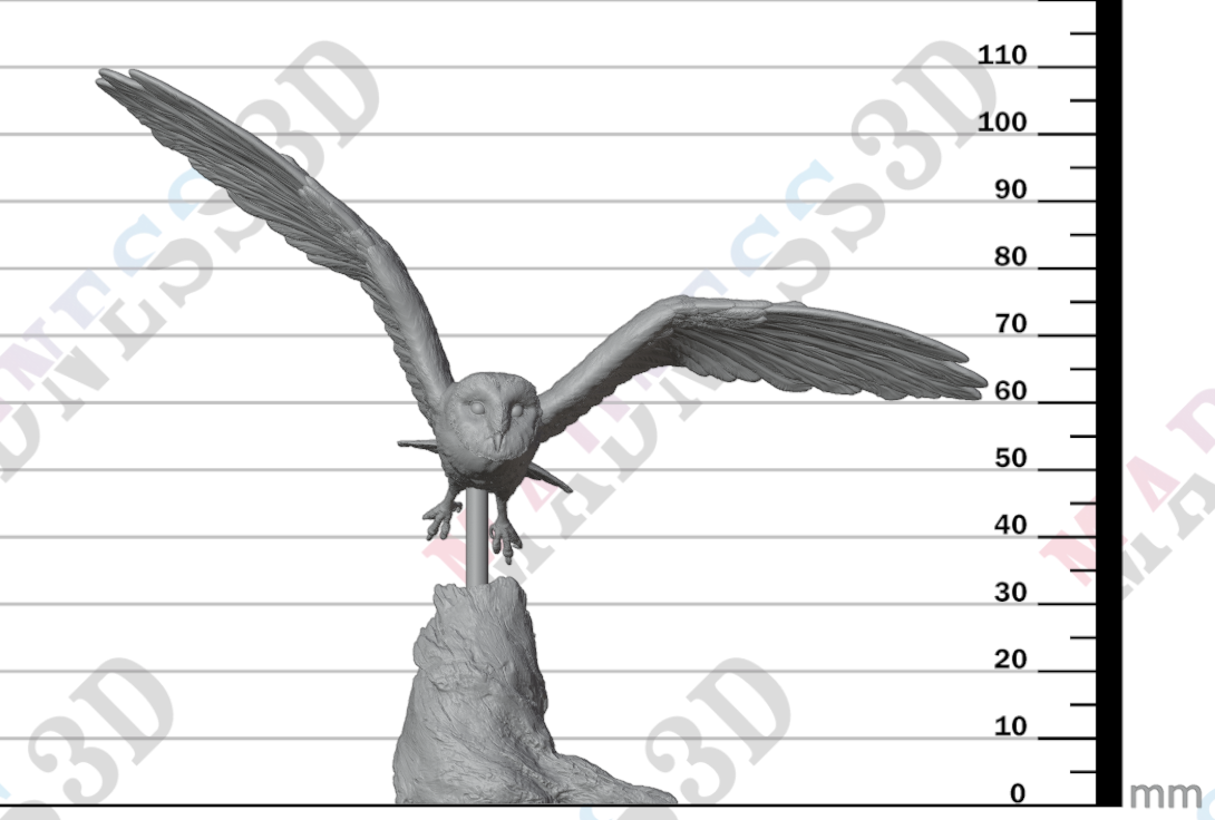 American Barn Owl - Fly 1:8