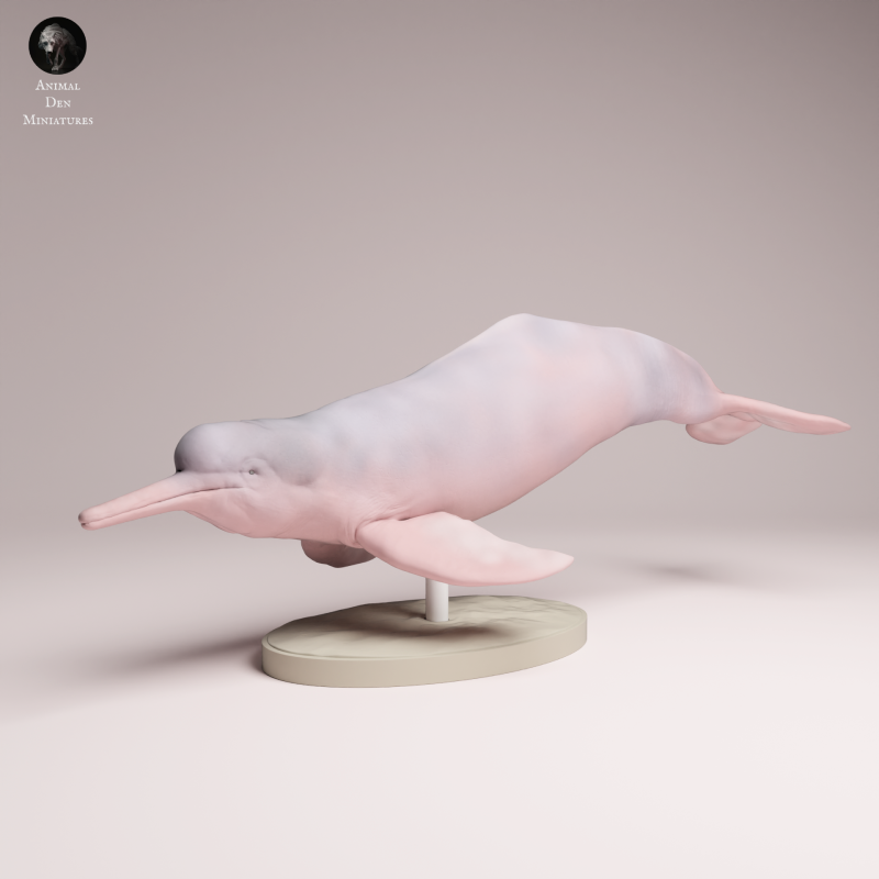 Amazon River Dolphin - 1-24