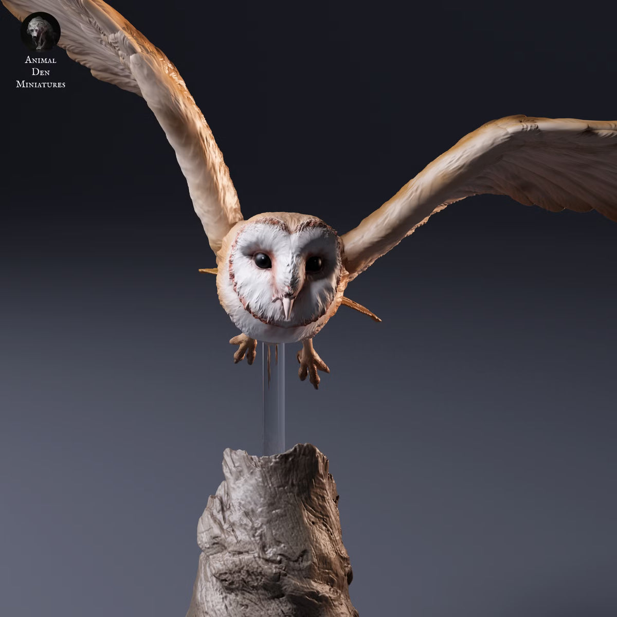 American Barn Owl - Fly 1:8