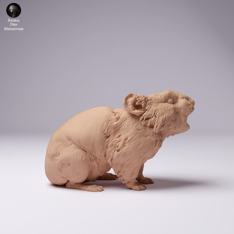 American Pika