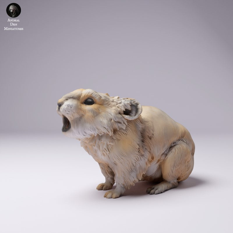 American Pika