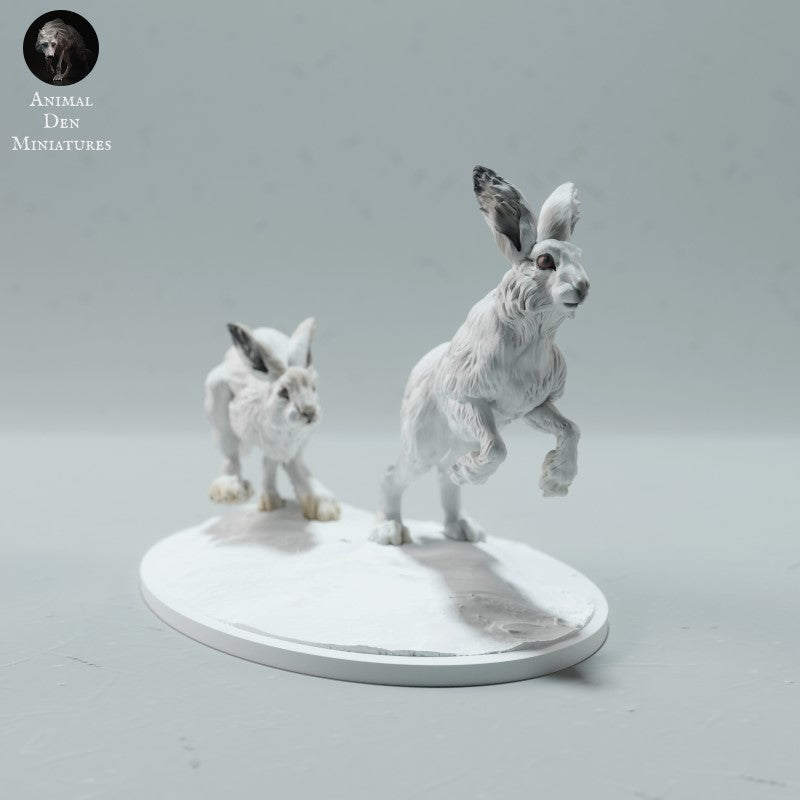Arctic Hares