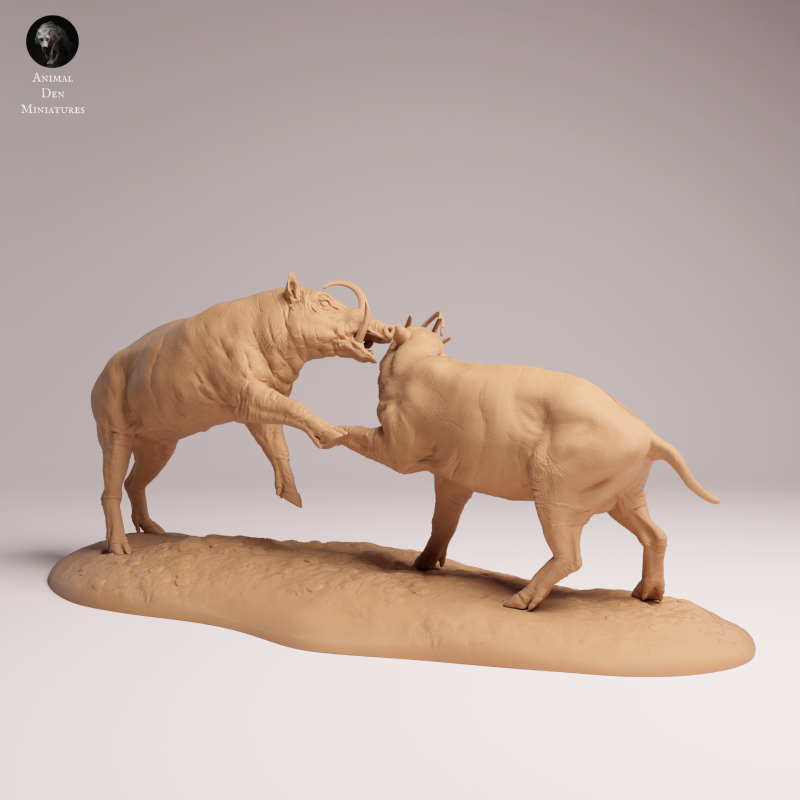 North Sulawesi Barbirusa Boar Fight 1:16