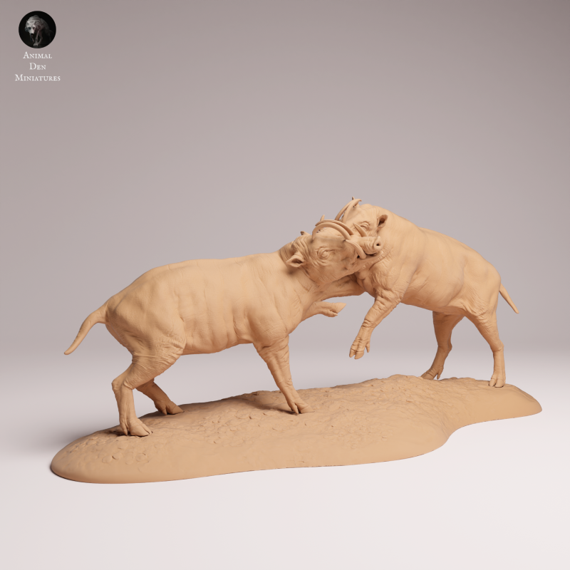 North Sulawesi Barbirusa Boar Fight 1:16
