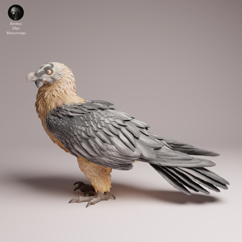 Bearded Vulture 1:12