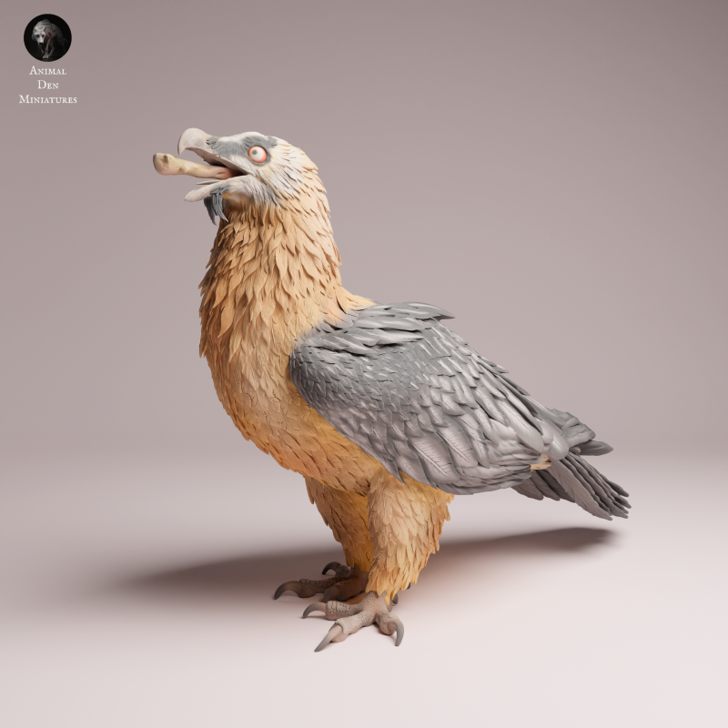 Bearded Vulture Eating 1:12
