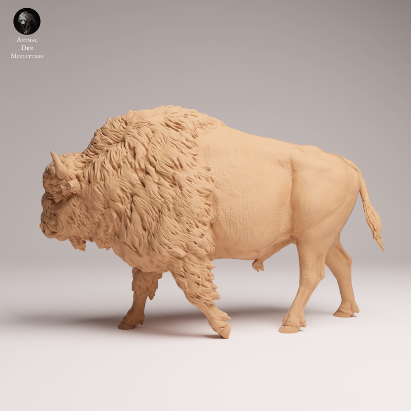 American Bison 1-24