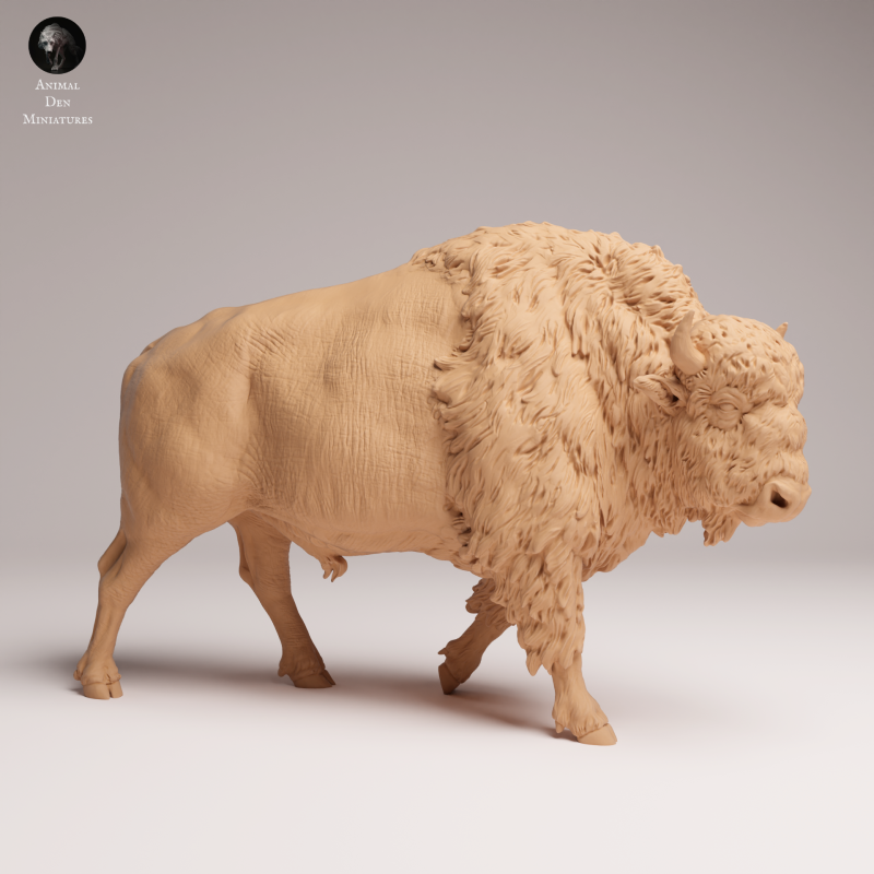 American Bison 1-24