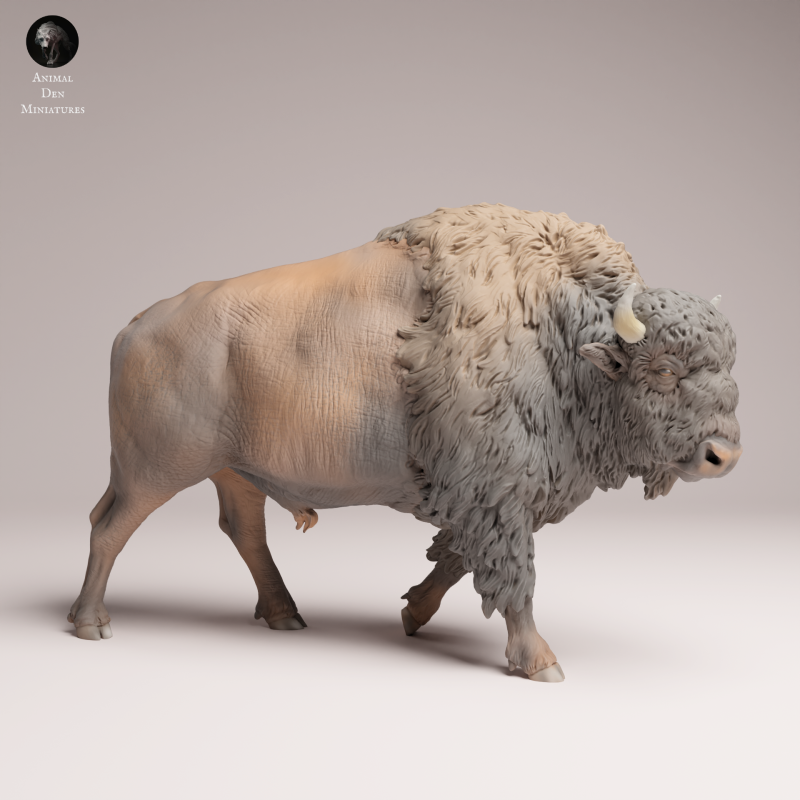 American Bison 1-24