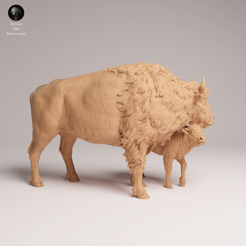 American Bison Cow and Calf 1-24