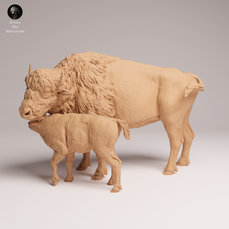 American Bison Cow and Calf 1-24