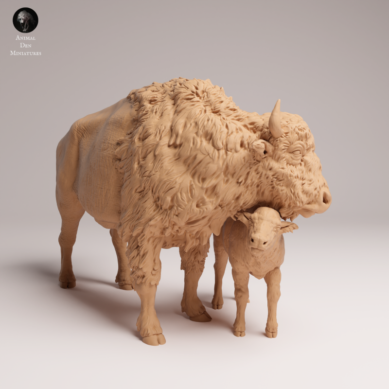 American Bison Cow and Calf 1-24