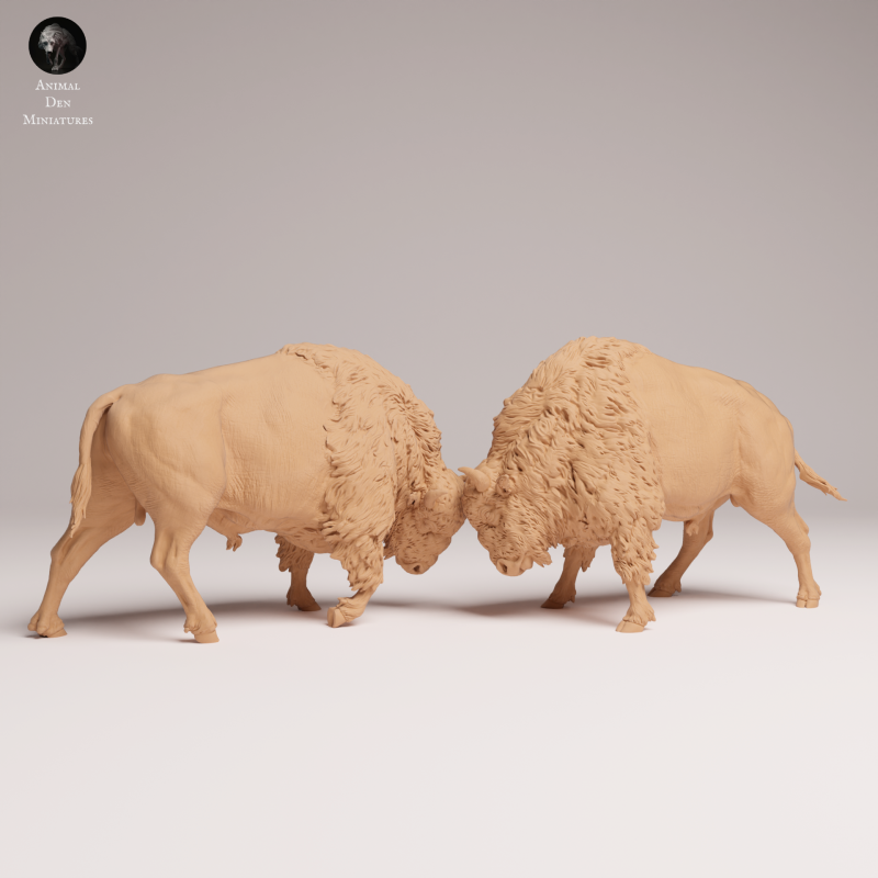 American Bison Fight 1-24