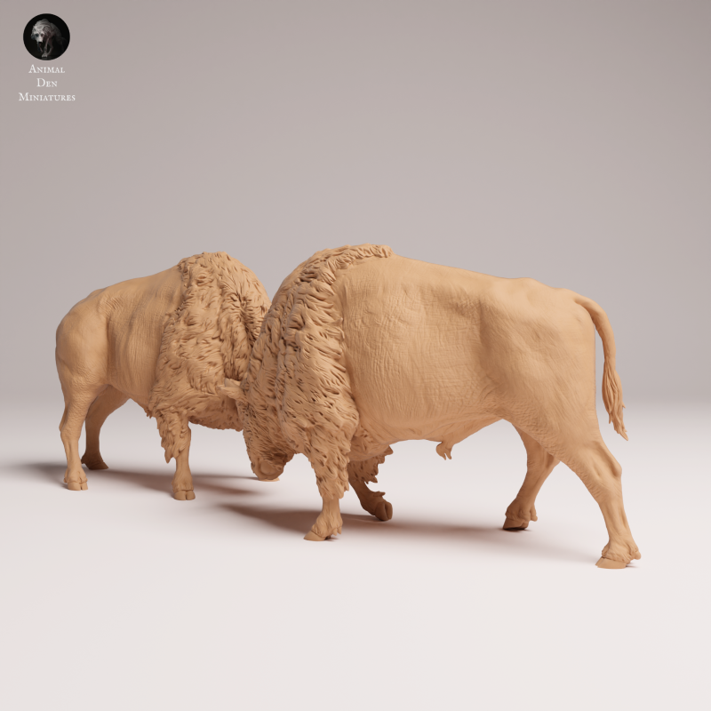 American Bison Fight 1-24
