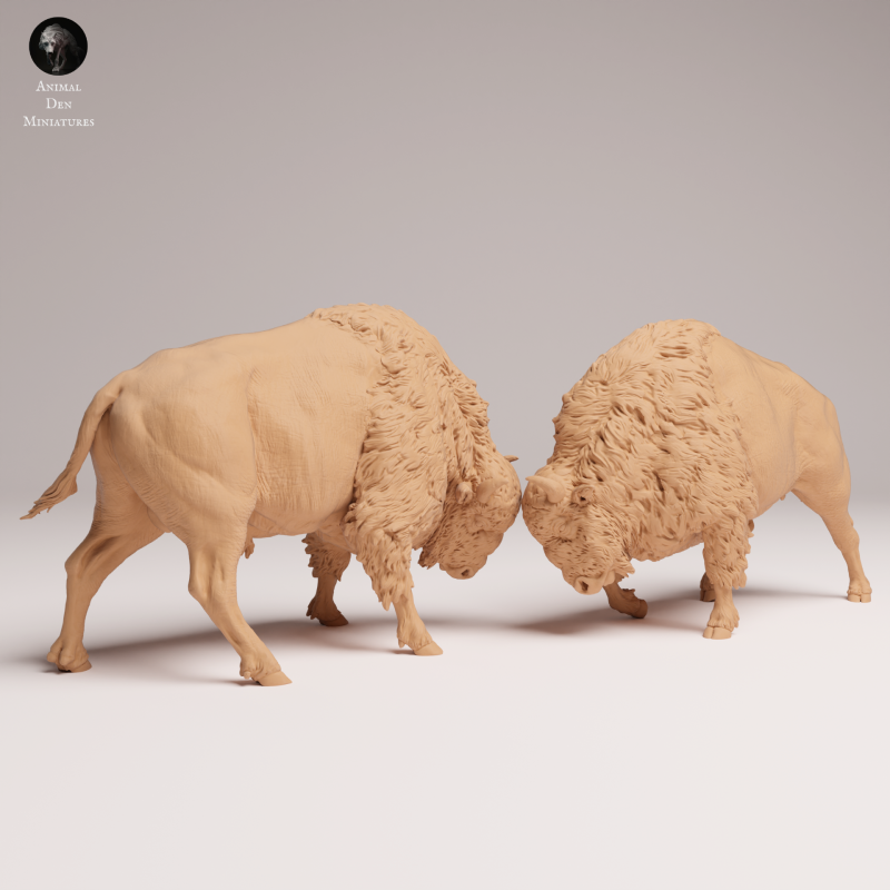 American Bison Fight 1-24