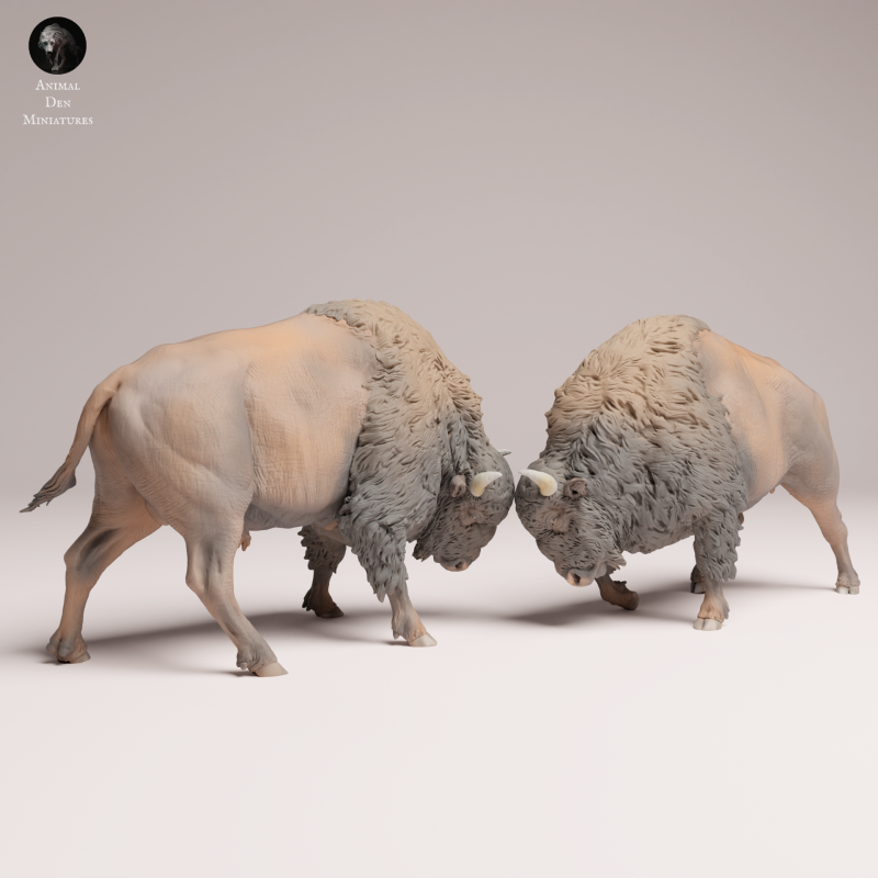 American Bison Fight 1-24