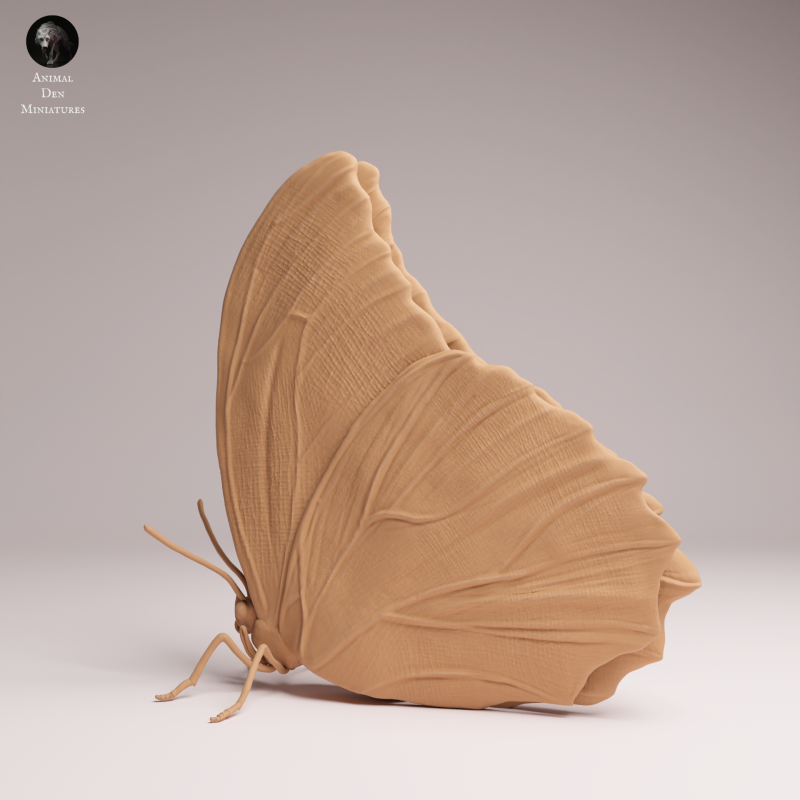 Blue Morpho Butterfly - Closed Wings - 1-1