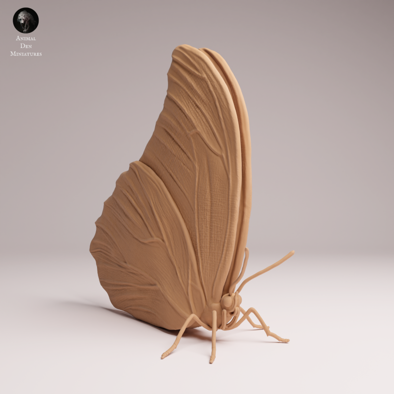 Blue Morpho Butterfly - Closed Wings - 1-1