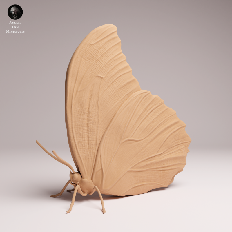 Blue Morpho Butterfly - Closed Wings - 1-1