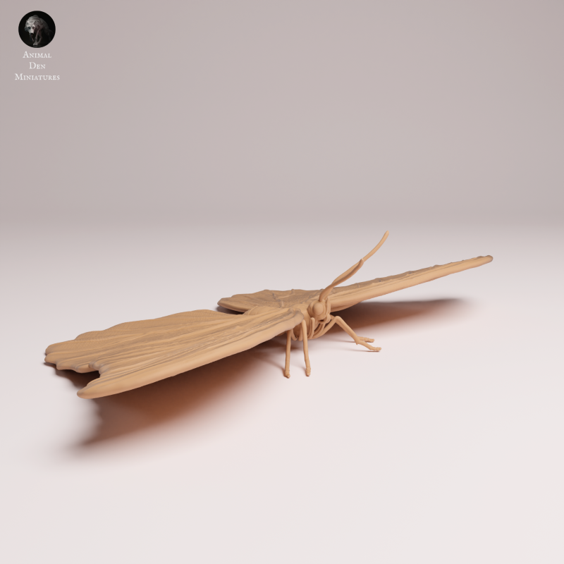 Blue Morpho Butterfly - Wings Open - 1-1