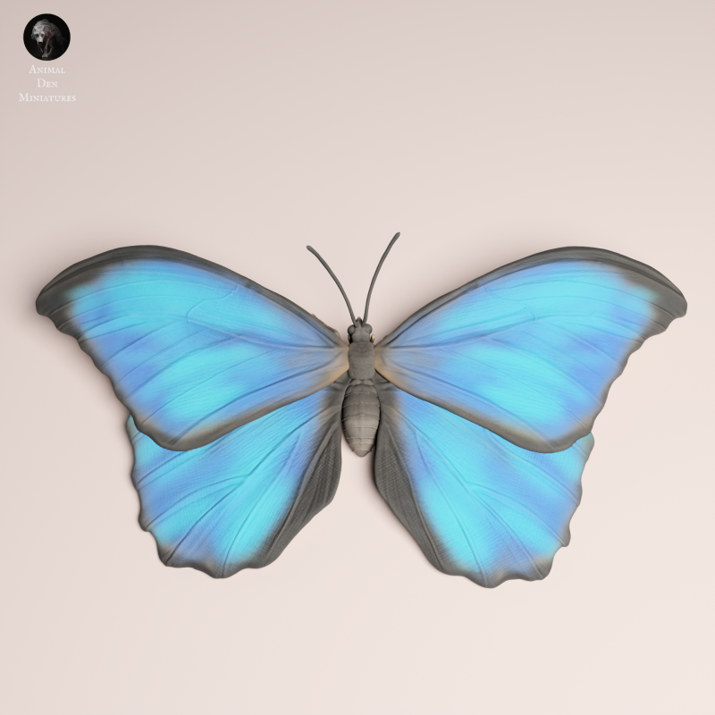 Blue Morpho Butterfly - Wings Open - 1-1