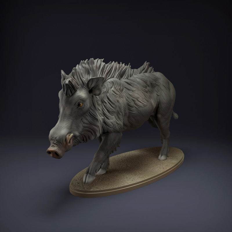 Indian Wild Boar