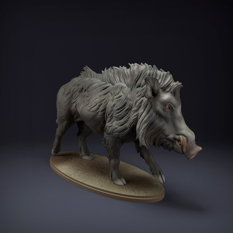 Indian Wild Boar