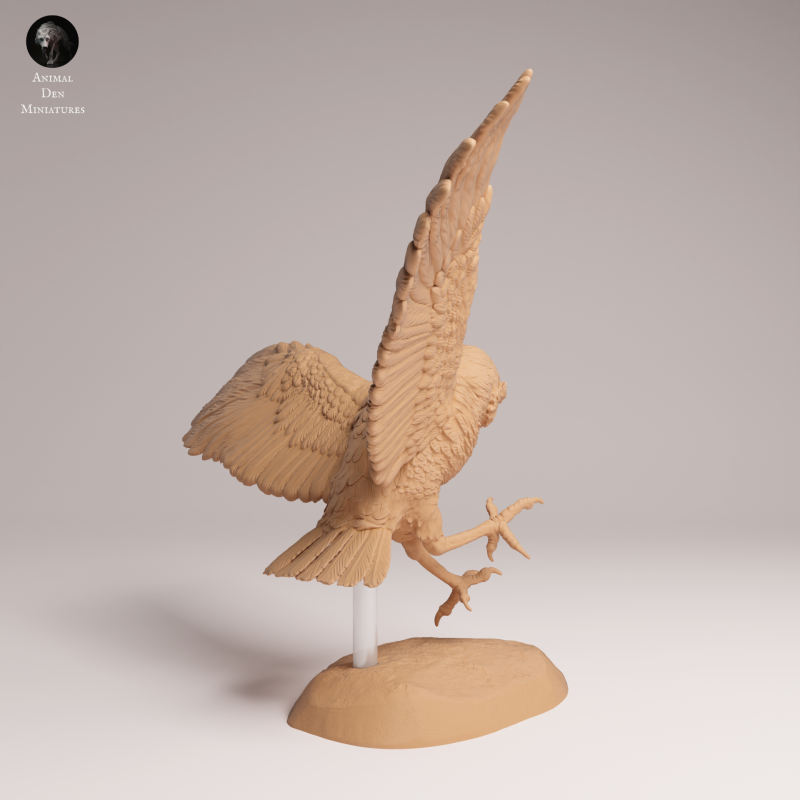 Burrowing Owl Fly 1-6