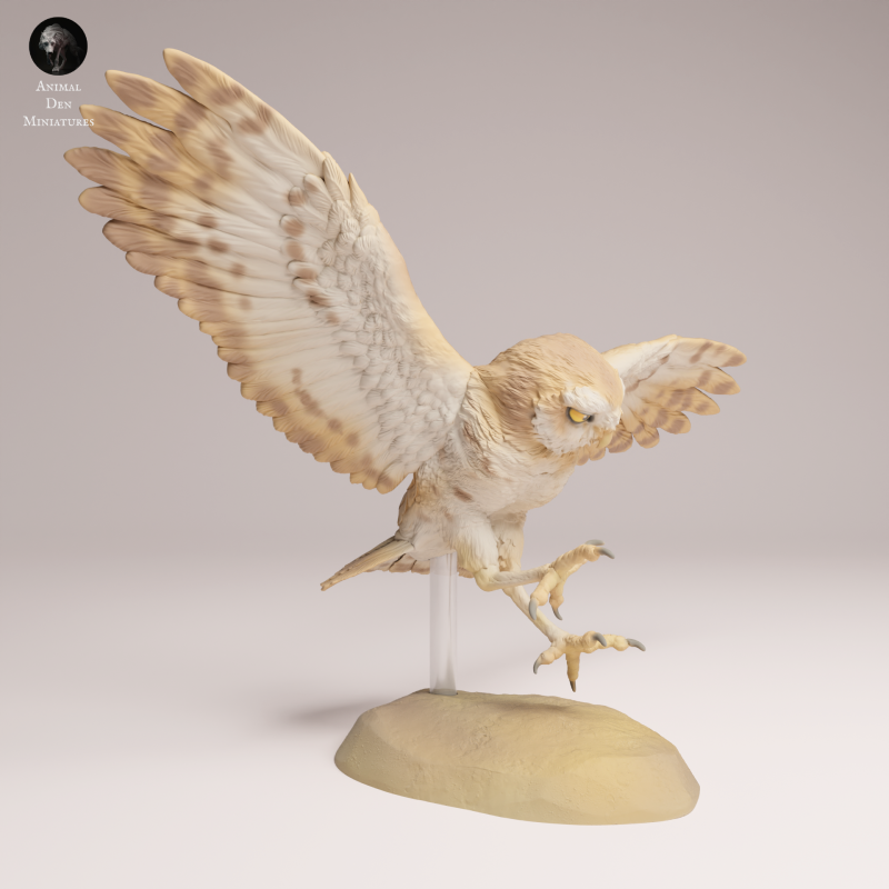 Burrowing Owl Fly 1-6