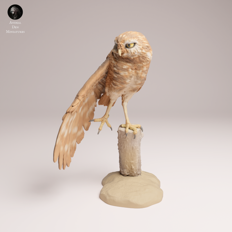 Burrowing Owl Stretch 1-6