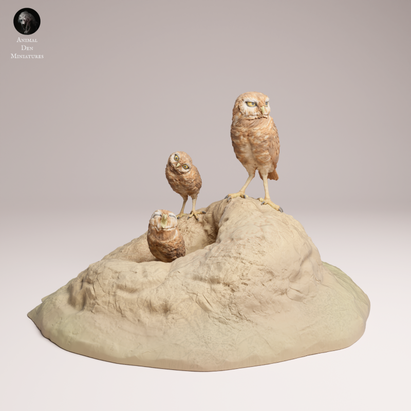 Burrowing Owls 1-6