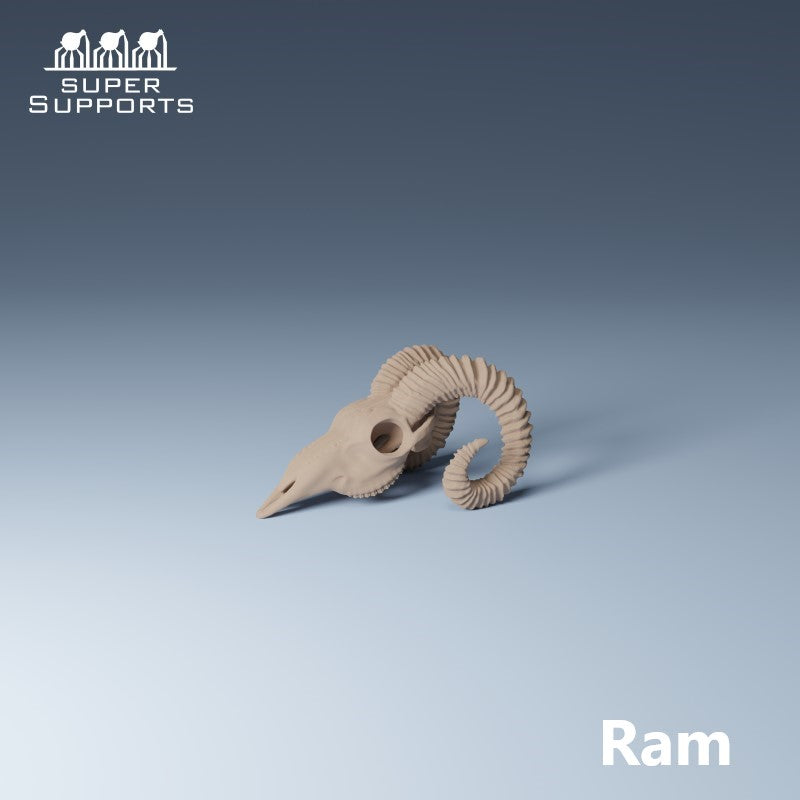 Animal Skulls - Group 5