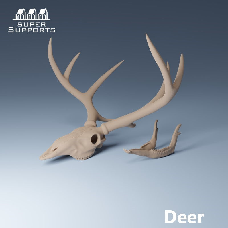 Animal Skulls - Group 5