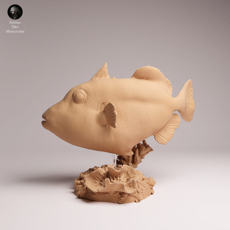 Clown Triggerfish 1-6