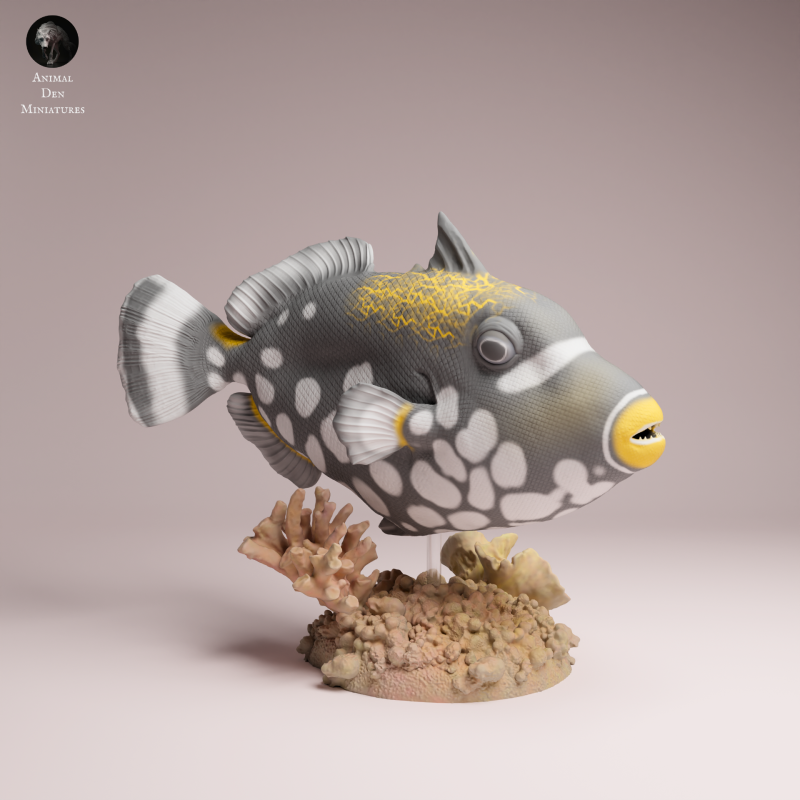 Clown Triggerfish 1-6