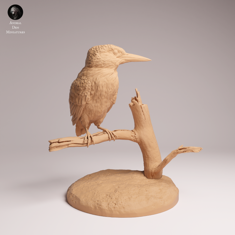 Common Kingfisher 1:2