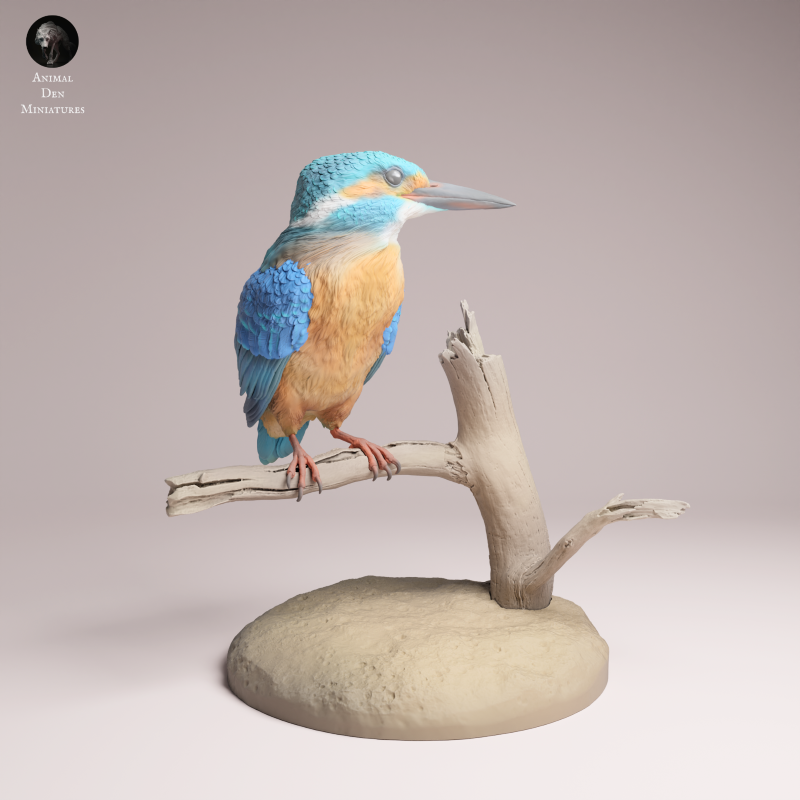 Common Kingfisher 1:2