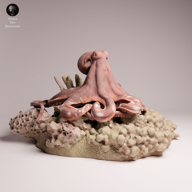 Day Octopus 1-24
