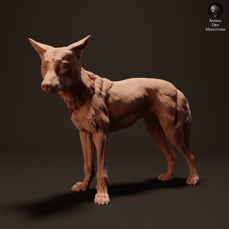 Dingo